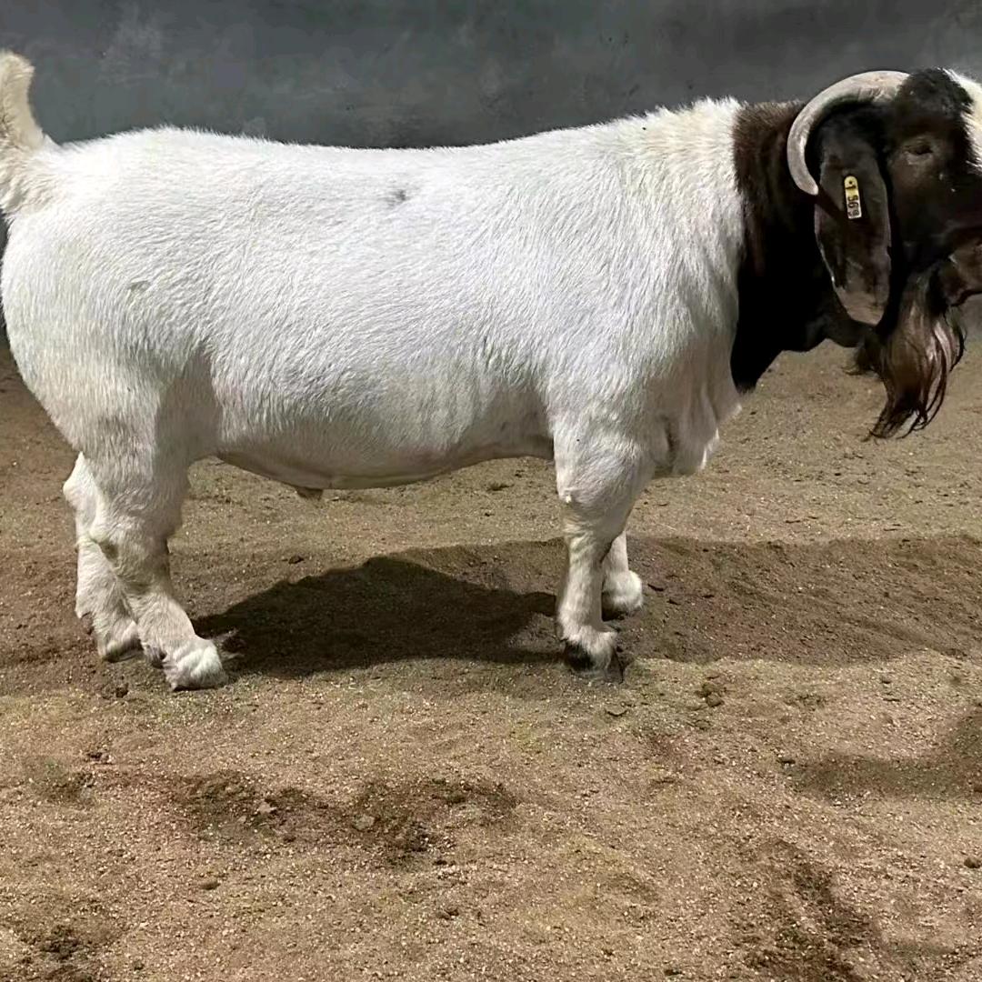 佑佑牧业(配种站)