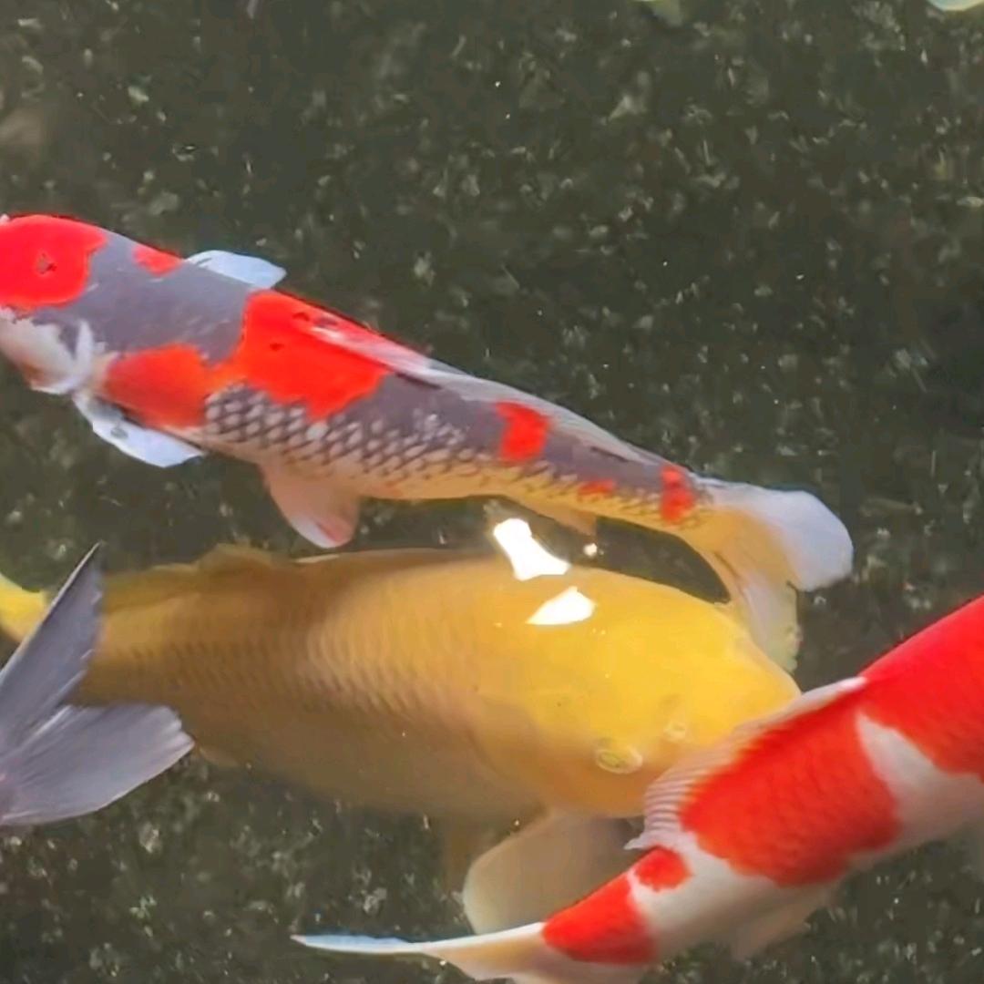 逆向互关