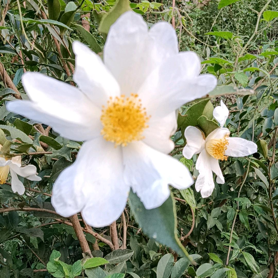 ღ₅₂ₒ若如࿂初见¹³¹⁴