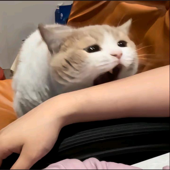 小米不想动