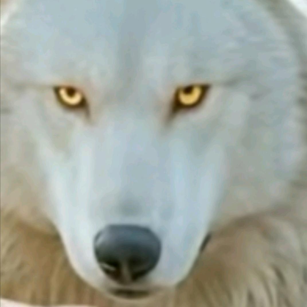 天狼🐺
