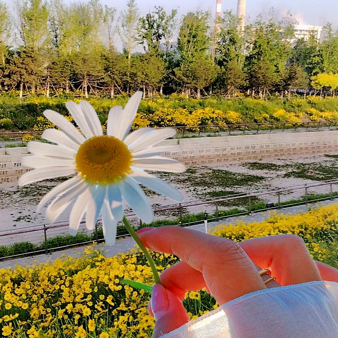 花花的世界