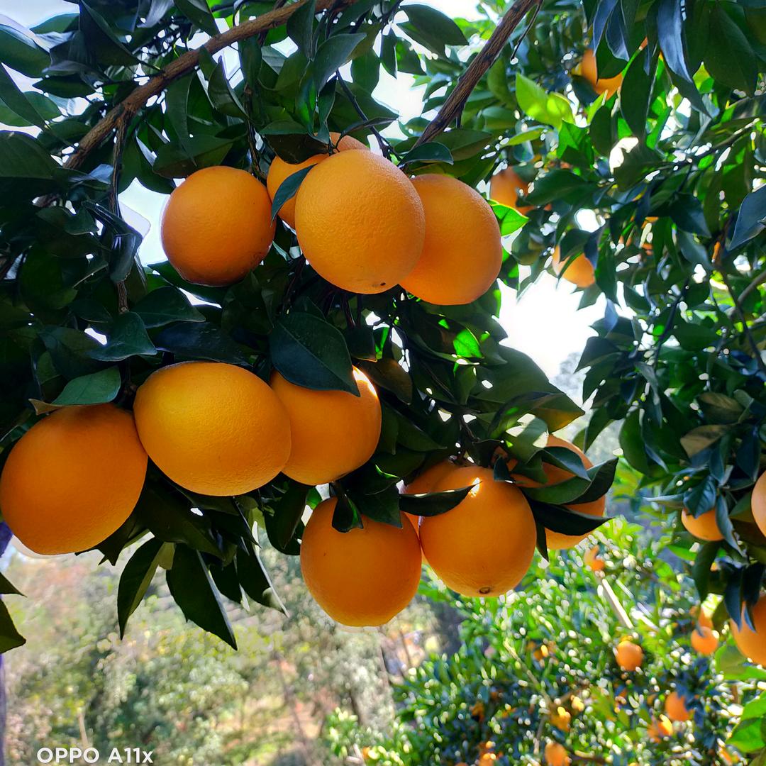 橙🍊姐