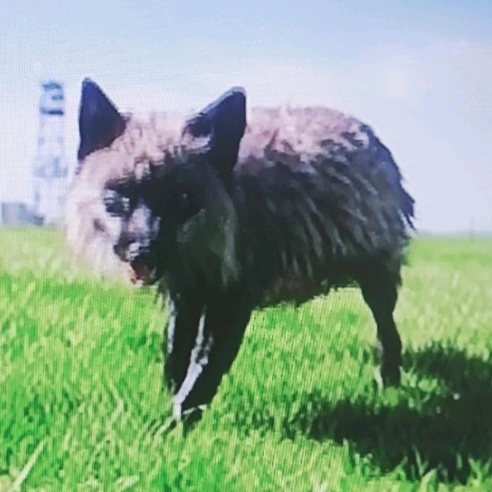 🦔🦔🦔🦔高原赤狐
