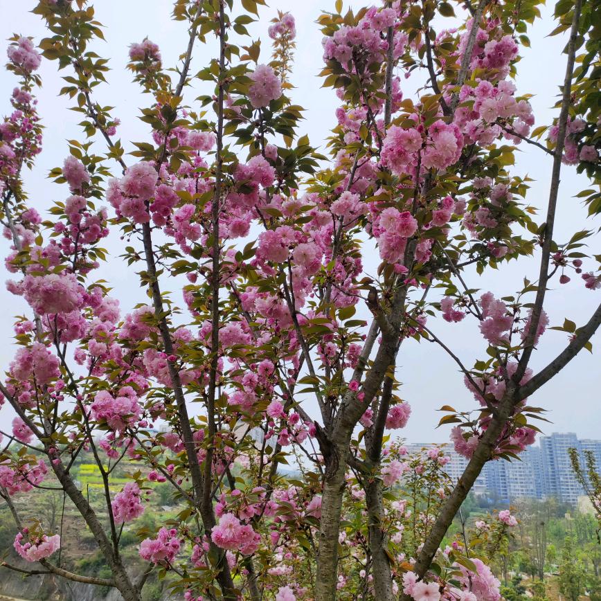 岁月如梦