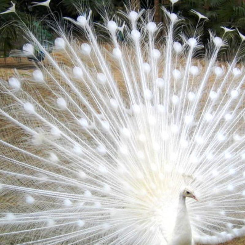 向阳花