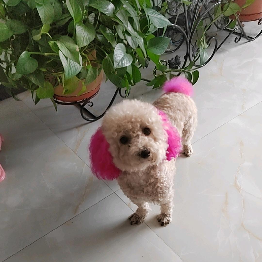 丑小妞儿