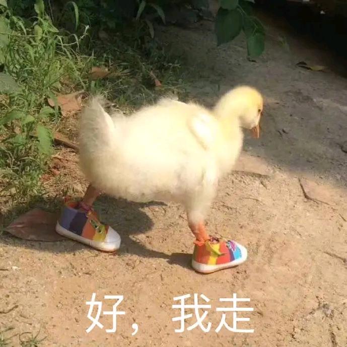 土狗每天喵喵叫