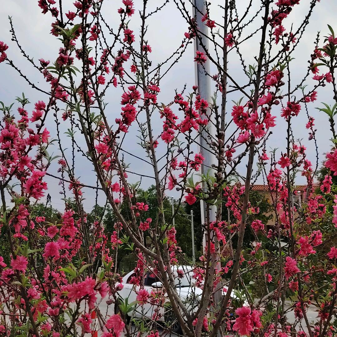 心岛