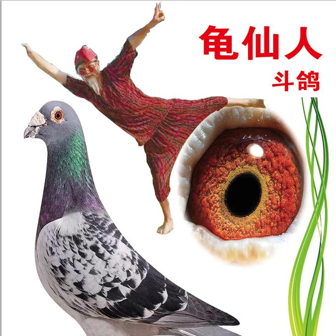 龟仙人赛鸽@抖音