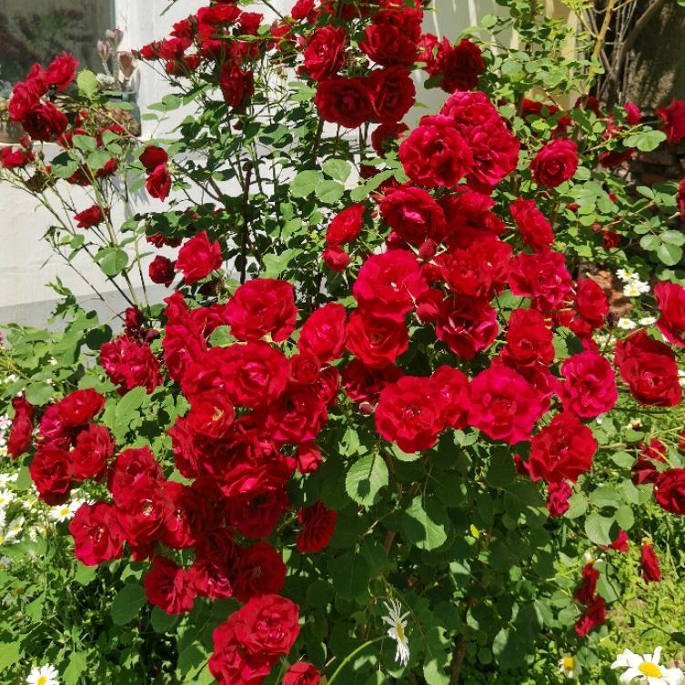 吉林JLs鼎峰花卉