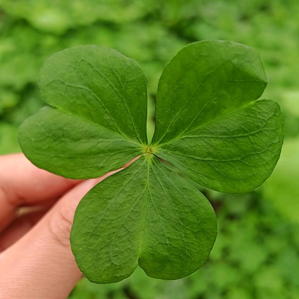 清欢☘️