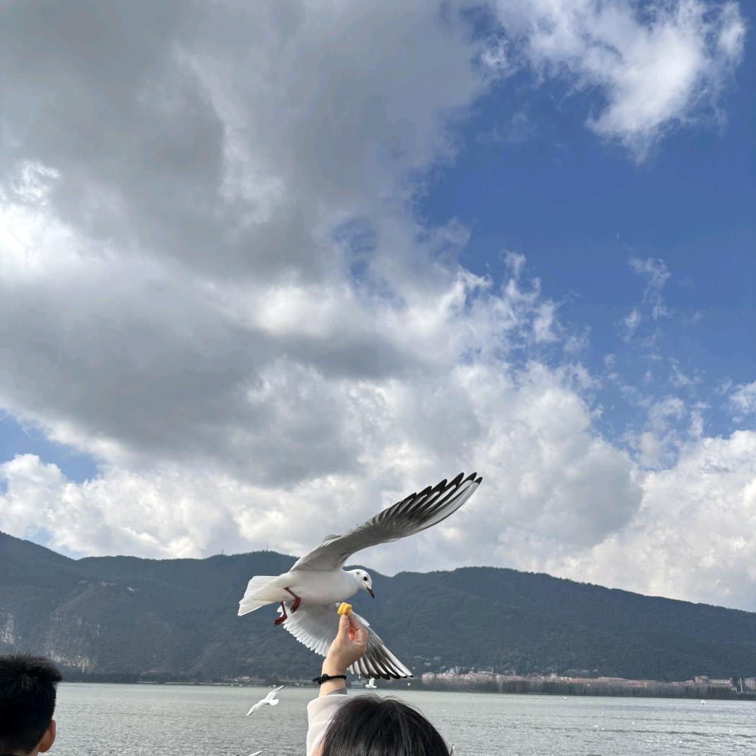 可乐
