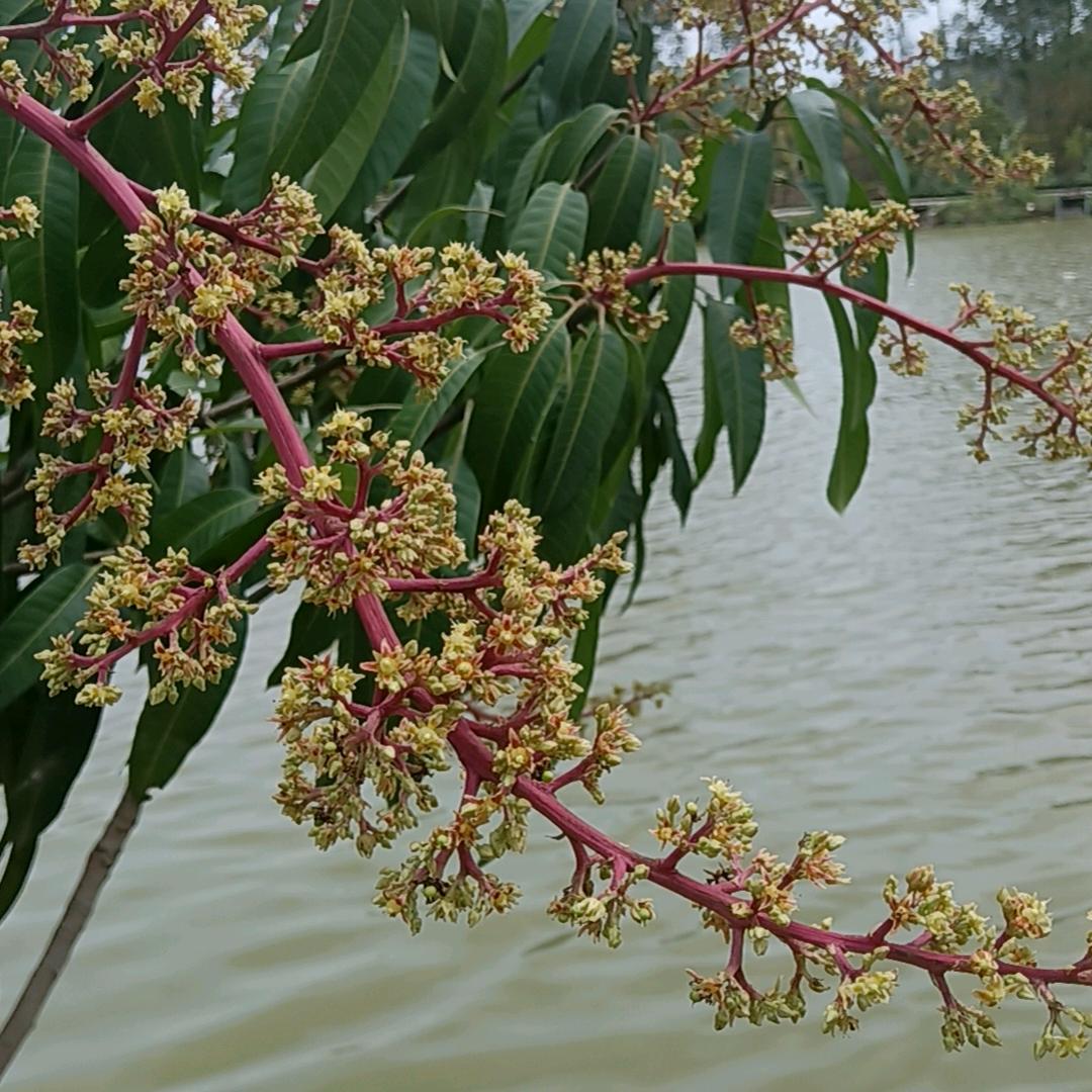 花海（1月3日中午2：10分首播）