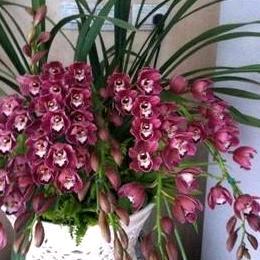 🌸持之以恒🌸