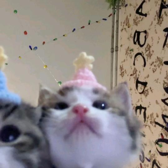 少管我