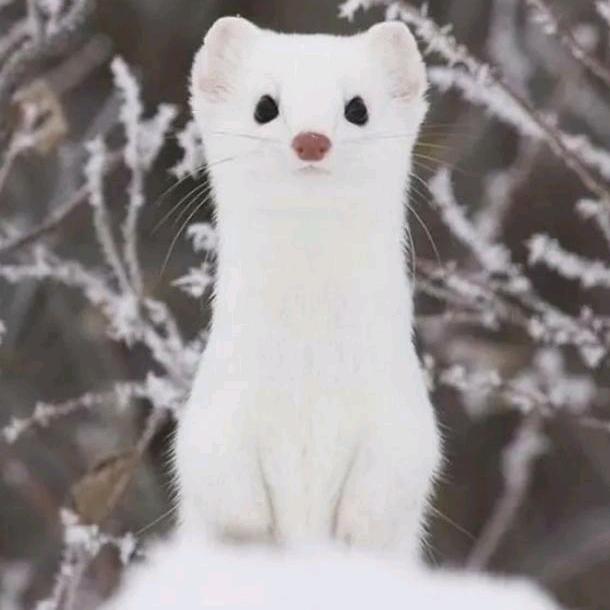 思君惹头像