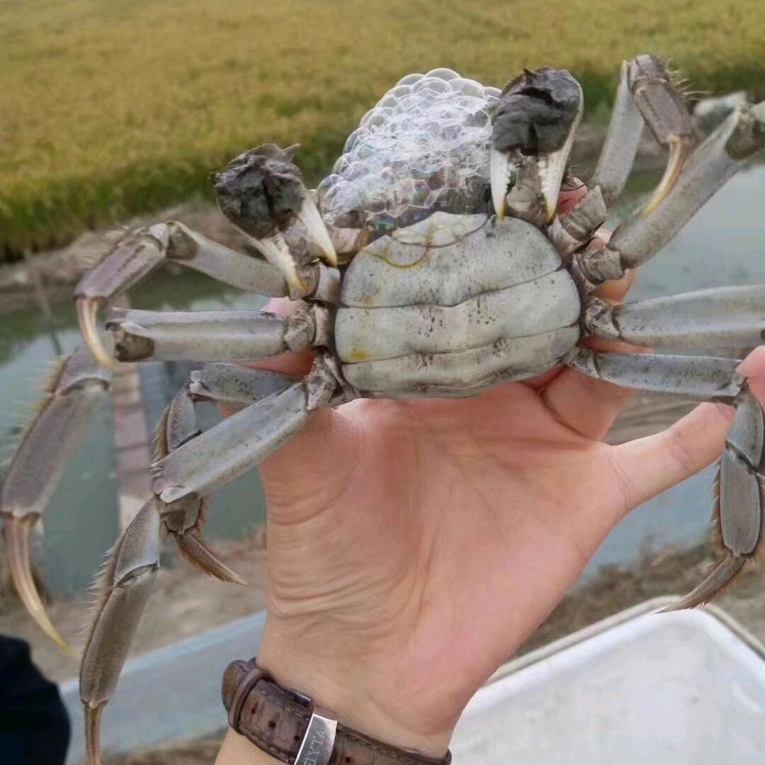 晓月稻田蟹垂钓园