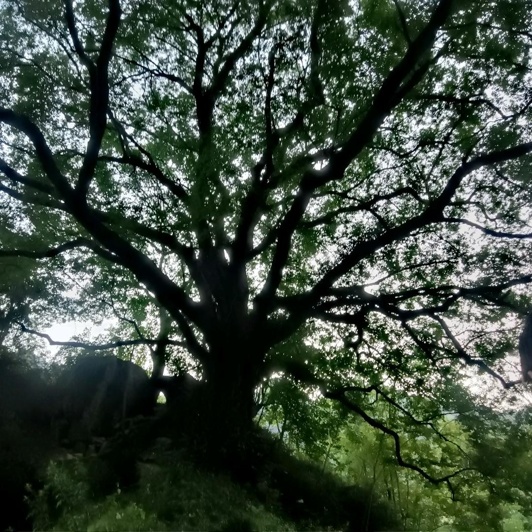 美纳斯窗帘墙布