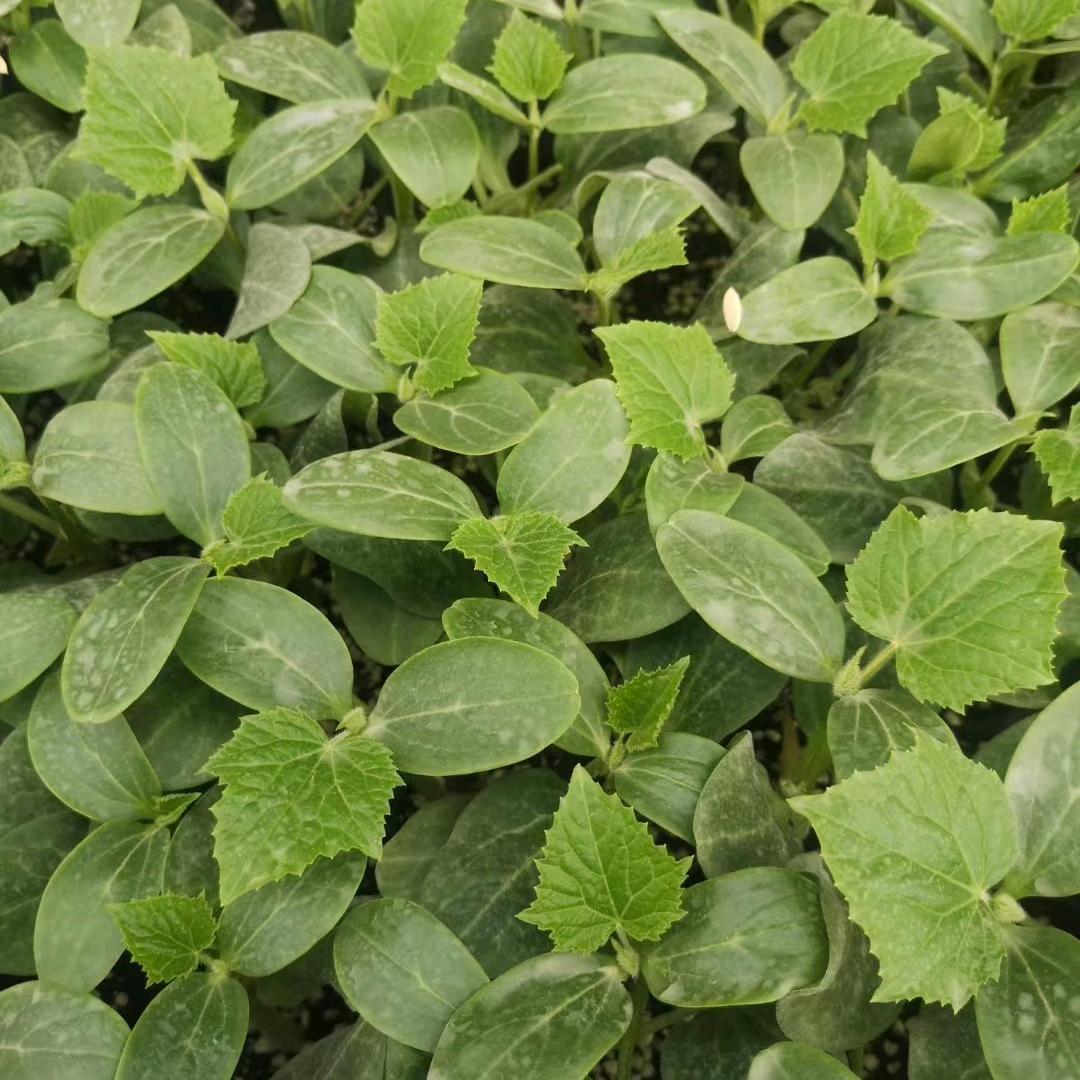 瑞喜种苗基地～*吕*途有你