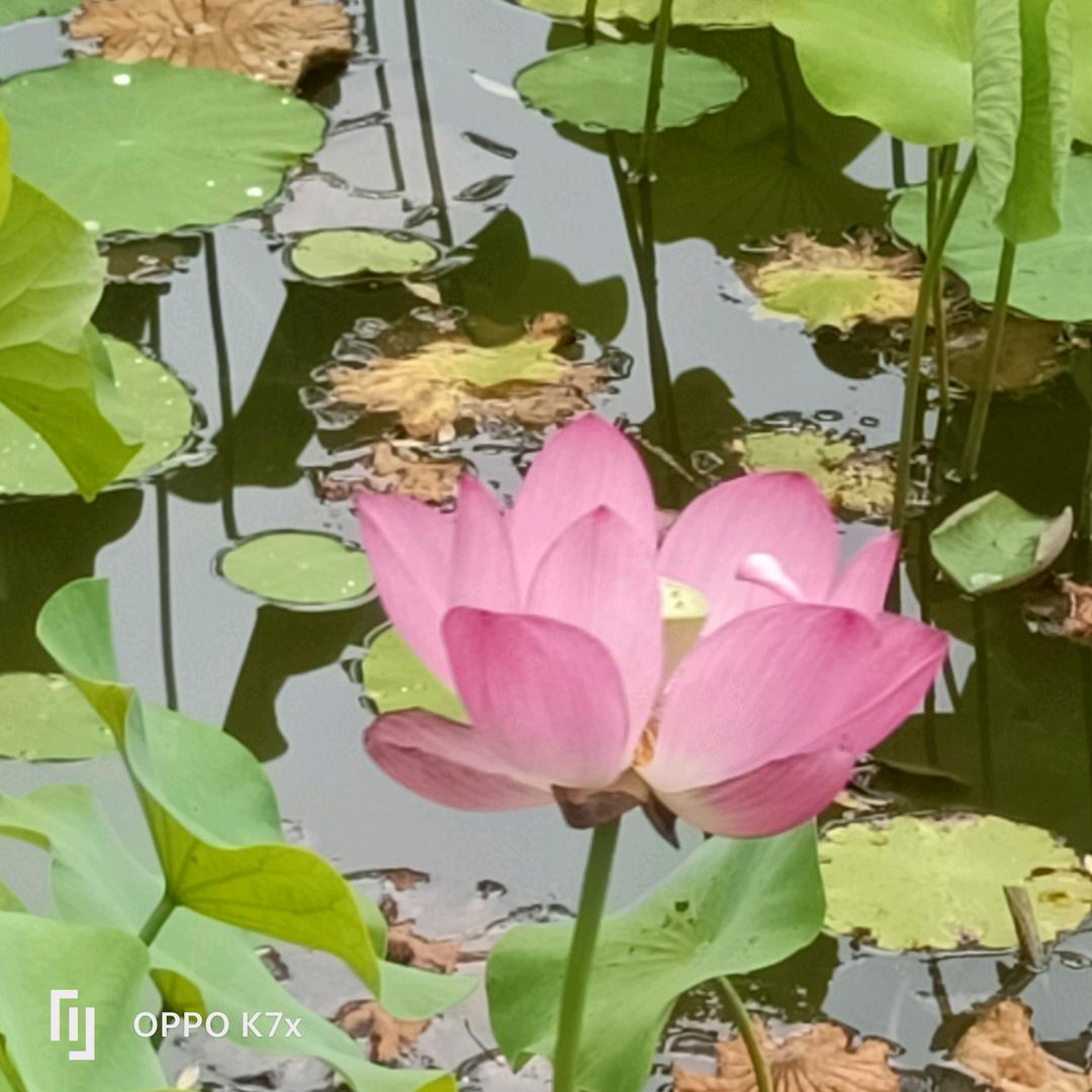 湖州   ❤东北铁锅炖❤