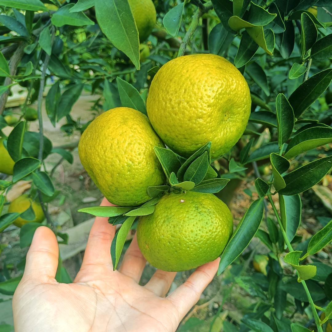 新会陈皮  小 ^丫头