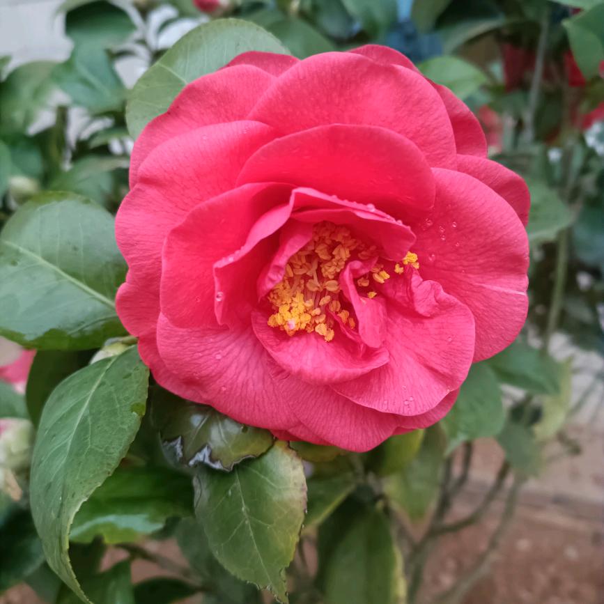 秀