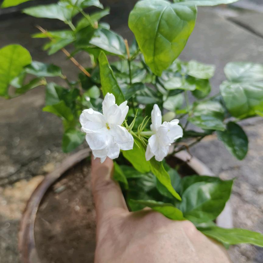 吖珍🌸