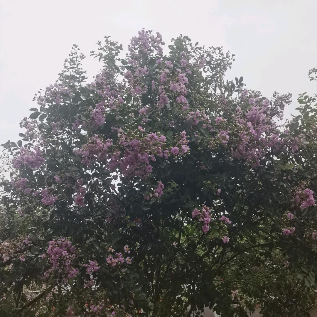 王先生