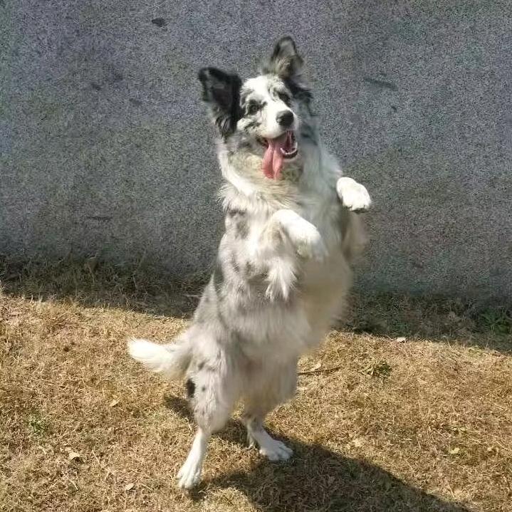 边牧街溜子