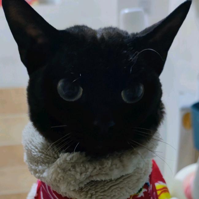 Su su 蓶～