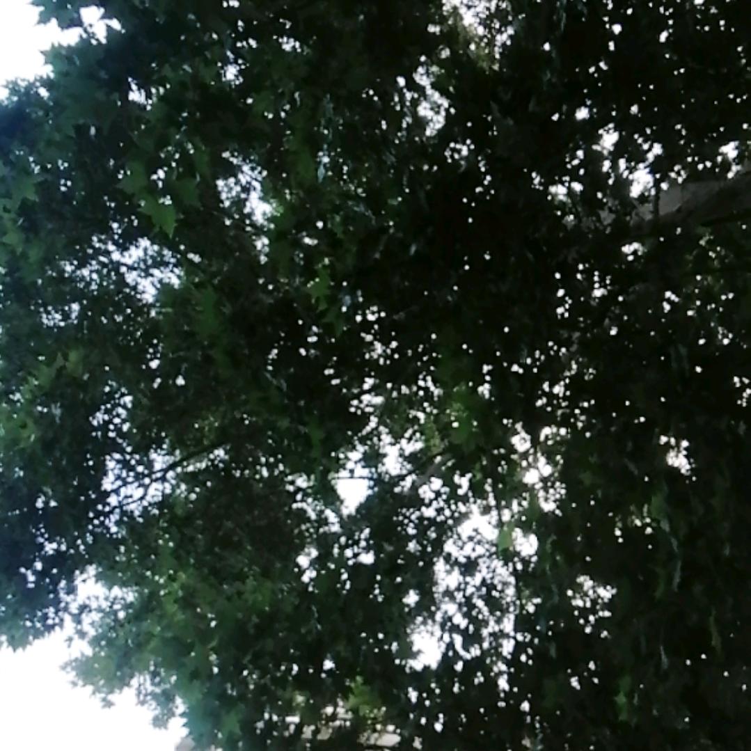 二月天