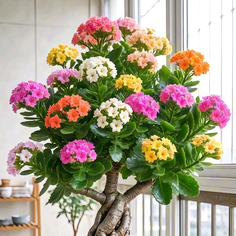 小丫头爱生活