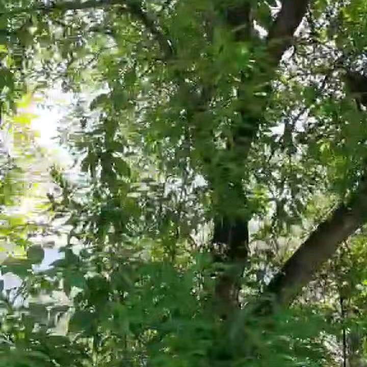 黎七妹