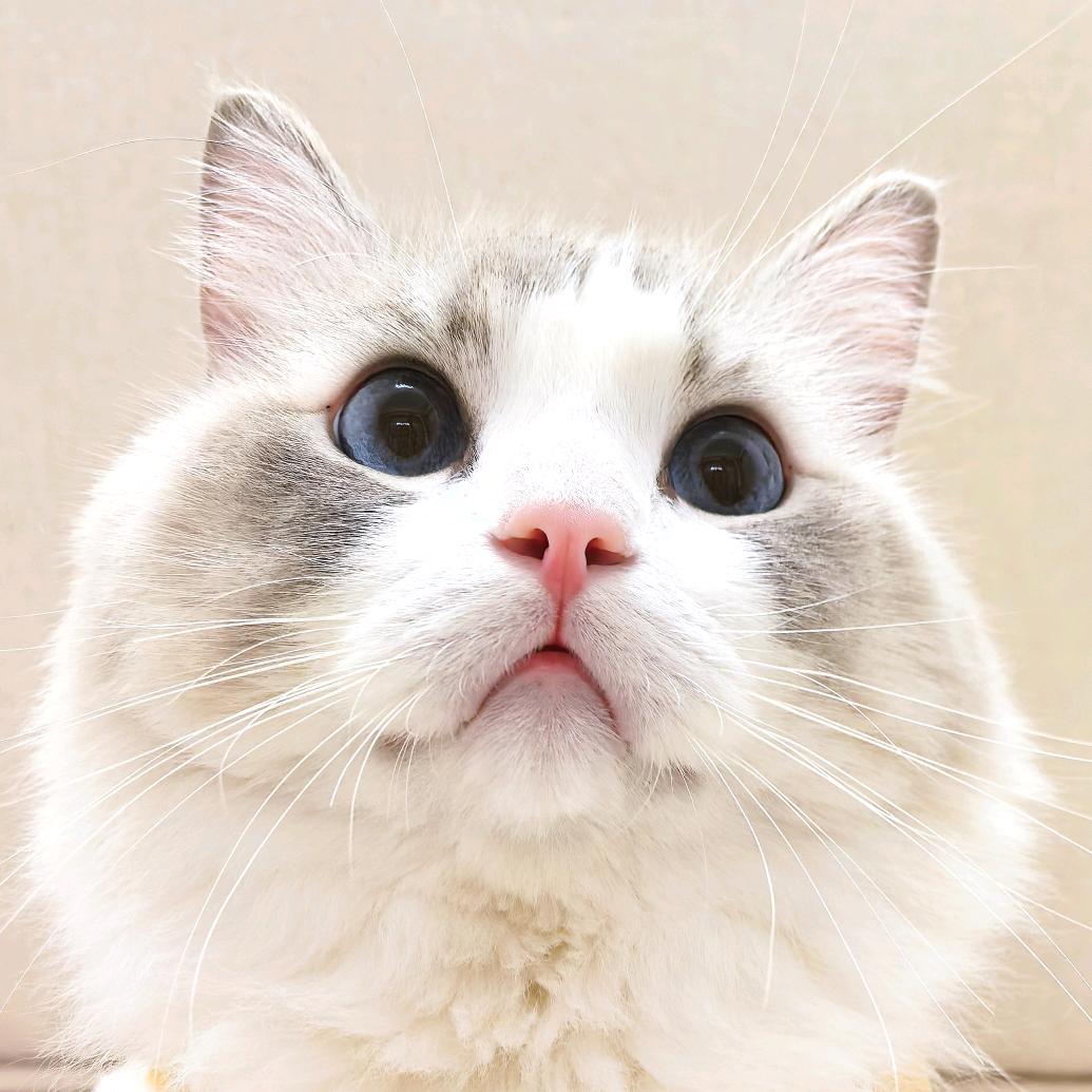 噗噗是只胖胖猪➠