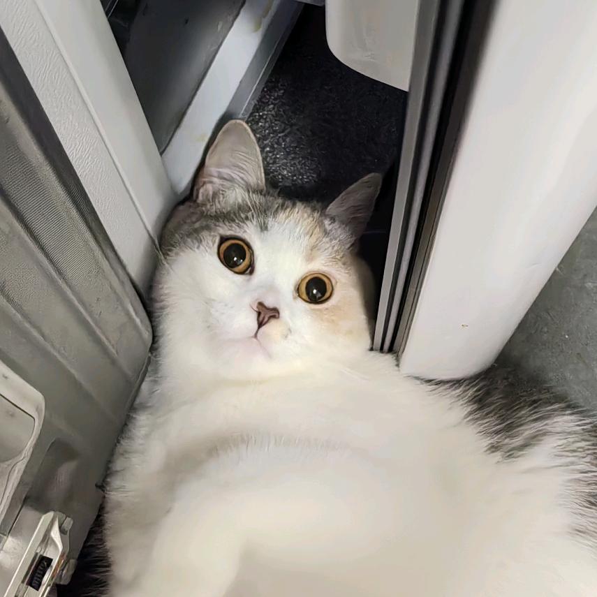 豆丁是只大猫咪