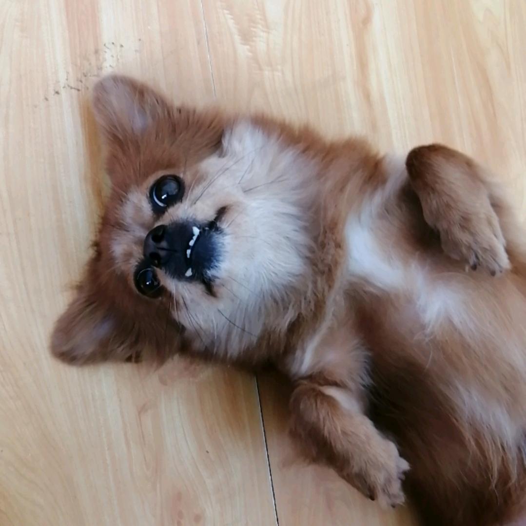 王小咪