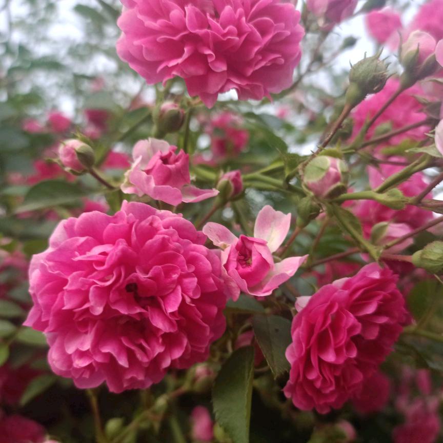 🌹先谋生❤️在谋爱🌹❤️🔥