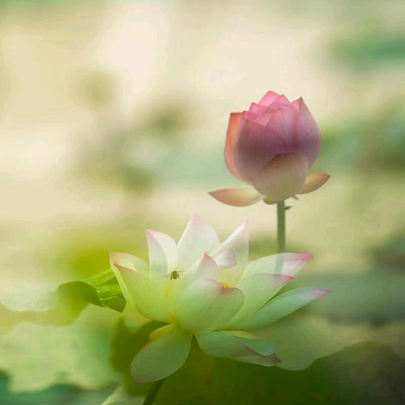 蝶恋花zhao