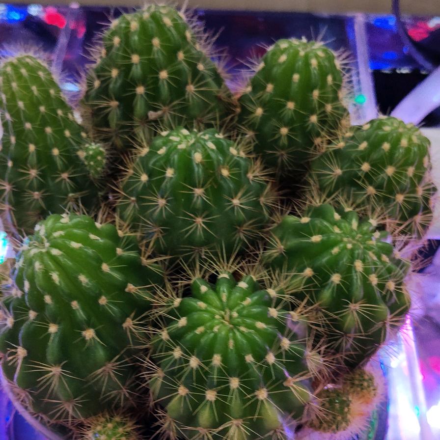 碧兴琪💞💞💞💞