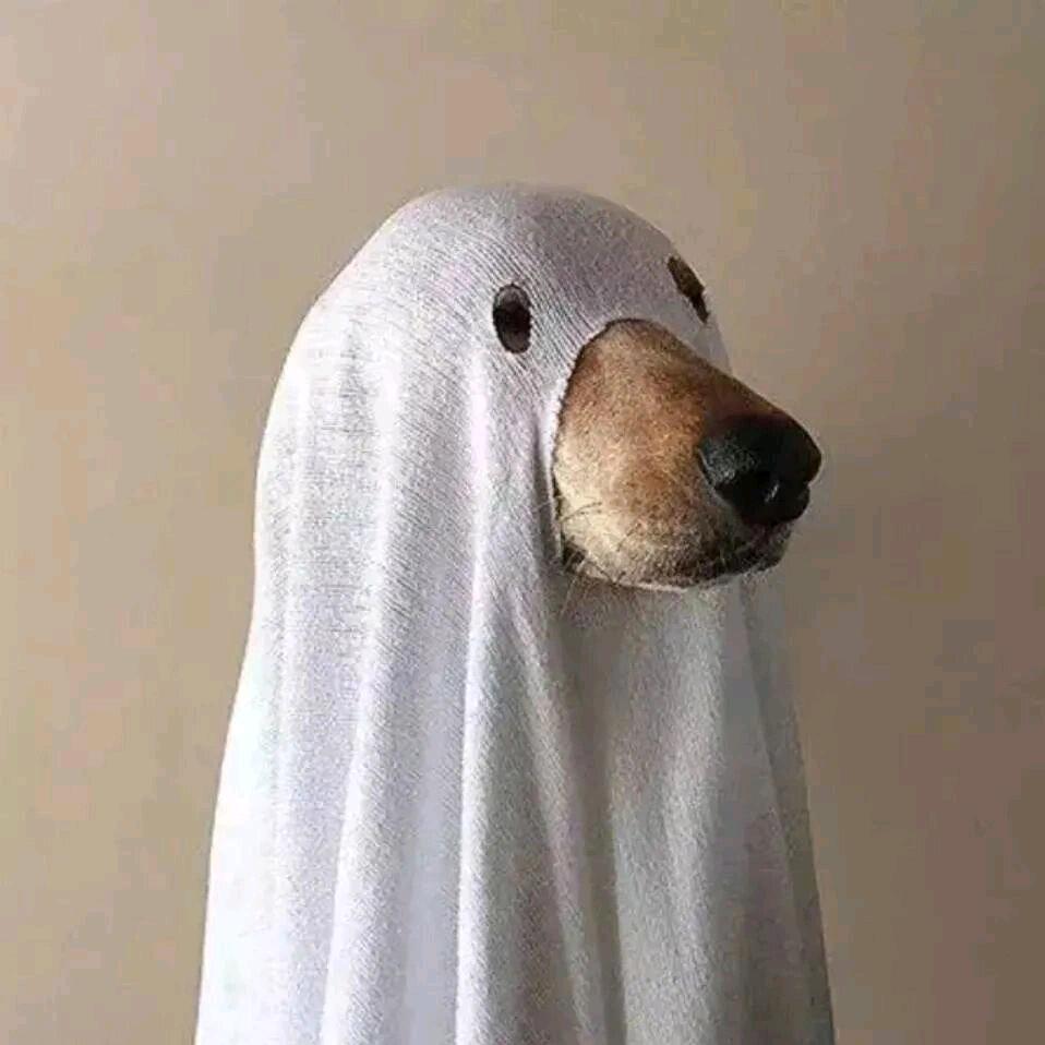 阿七(三角洲行动)