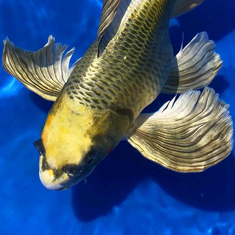 辉梦锦鲤养殖基地