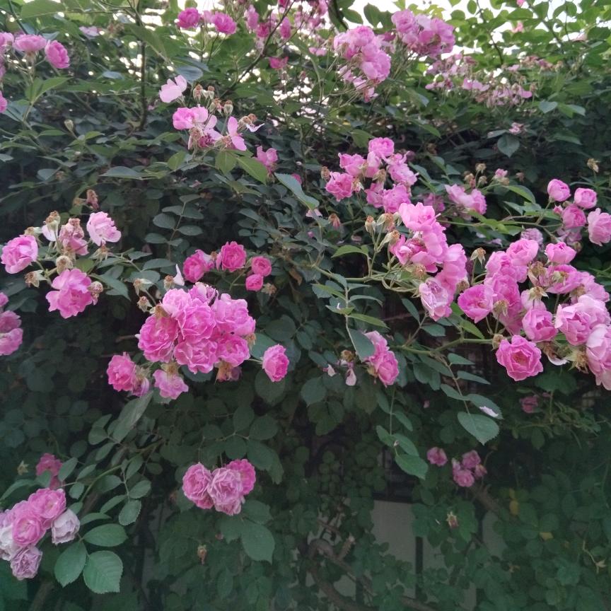 感恩