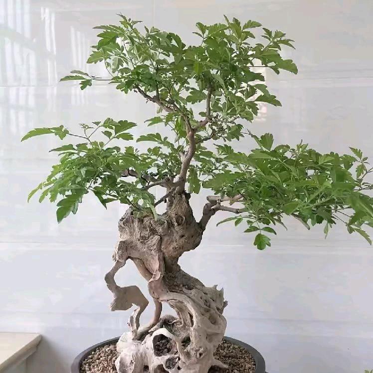 黄荆盆景:)崖