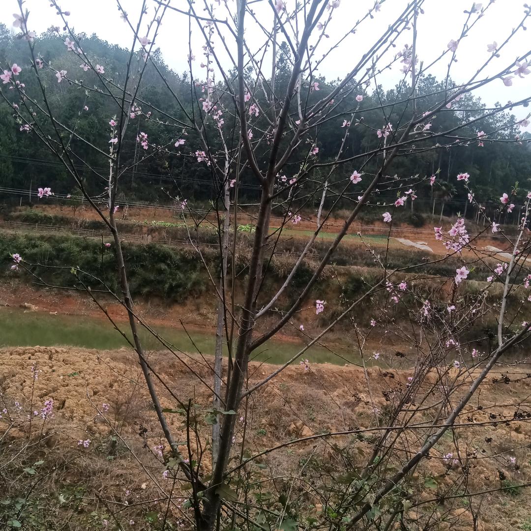 姚友兰