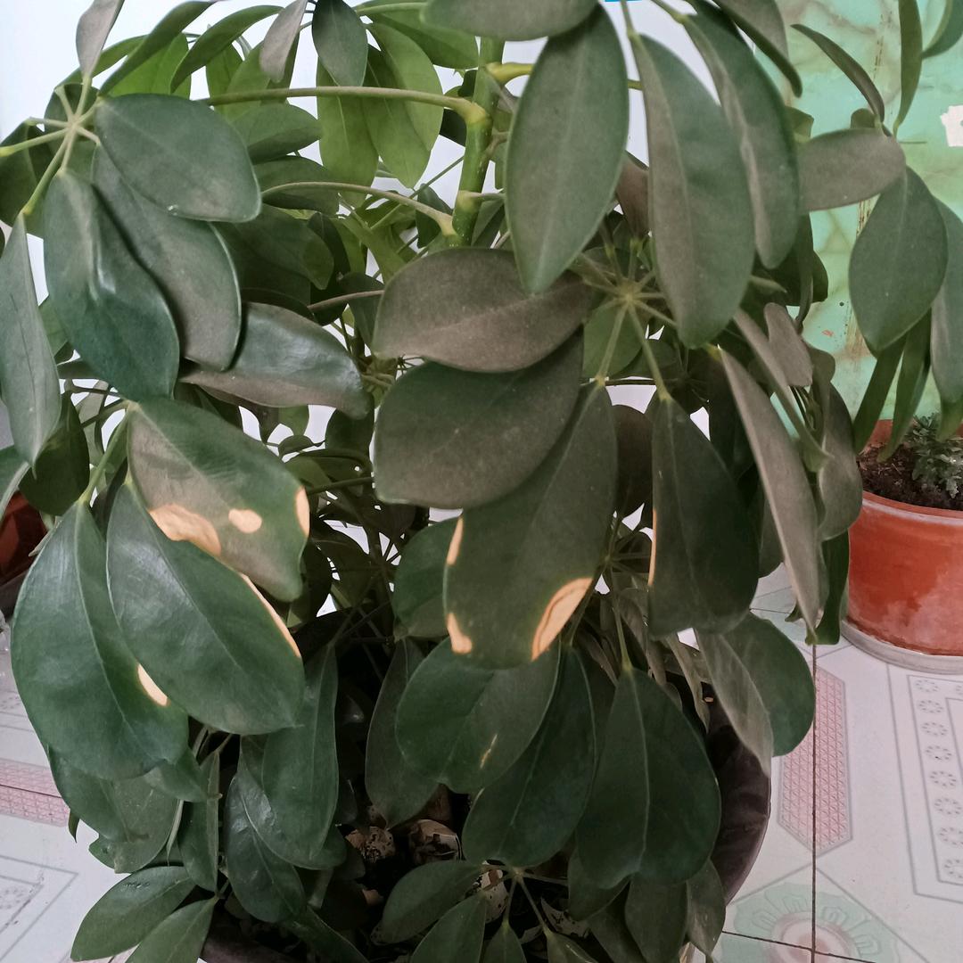 彩霞头像