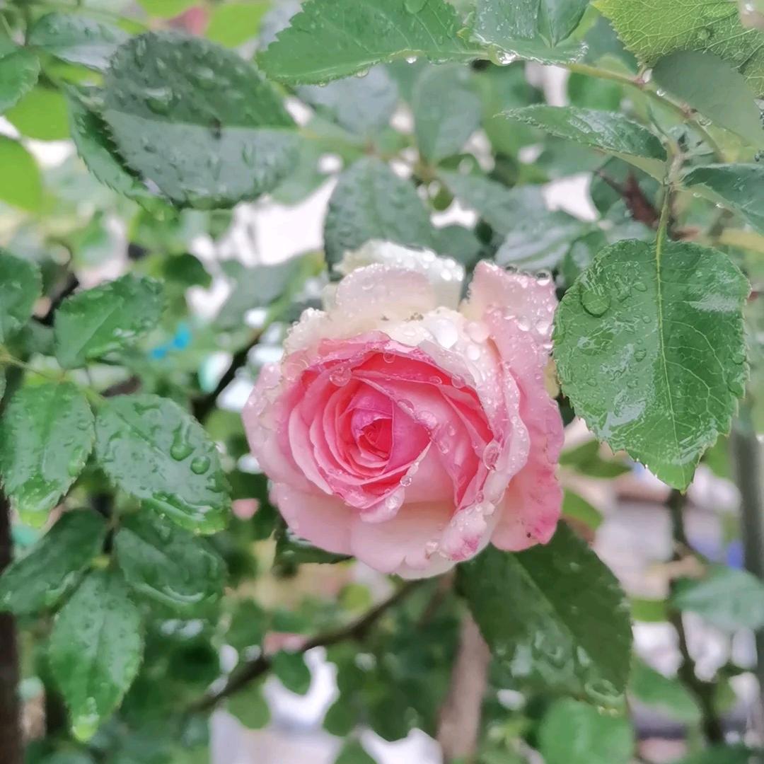爱的光茫