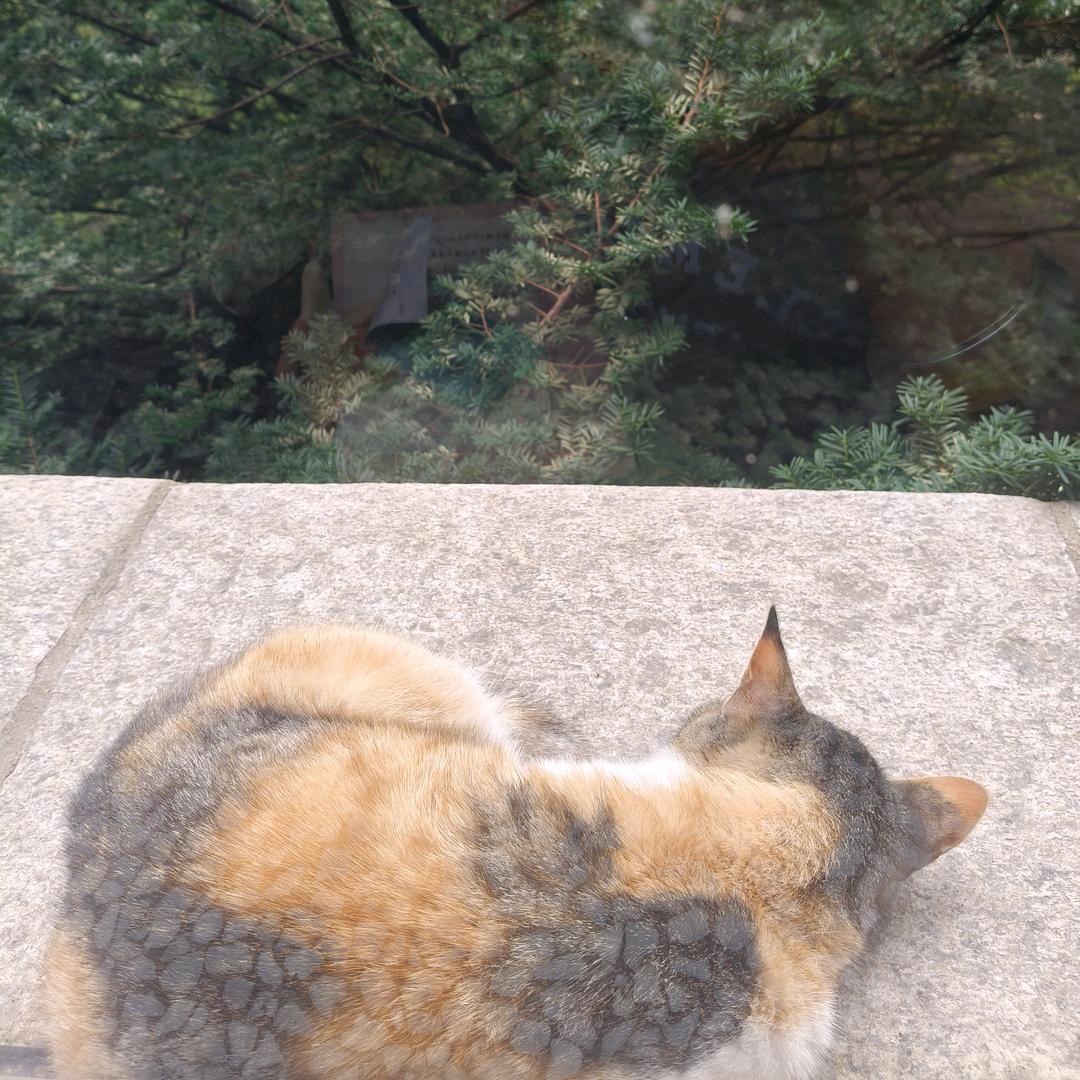 颜纠胜