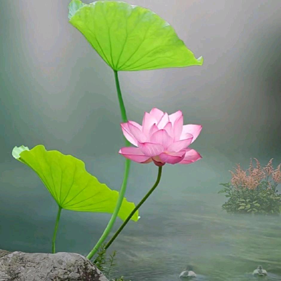 向阳🌻