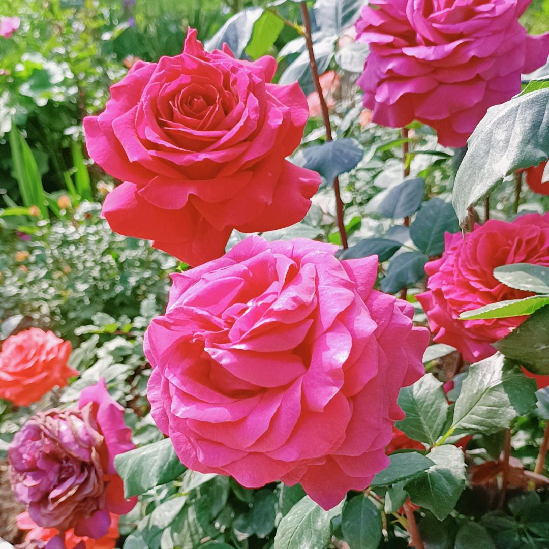 姐的微笑你百度搜不到 💞